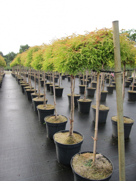 Thuja occidentalis Golden Tuffet