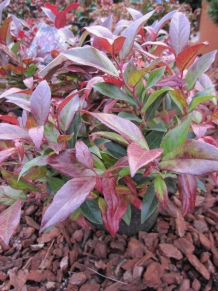 Leucothoe catesbaei Scarletta 3