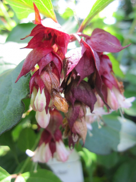 Leycesteria formosa purple Rain 1