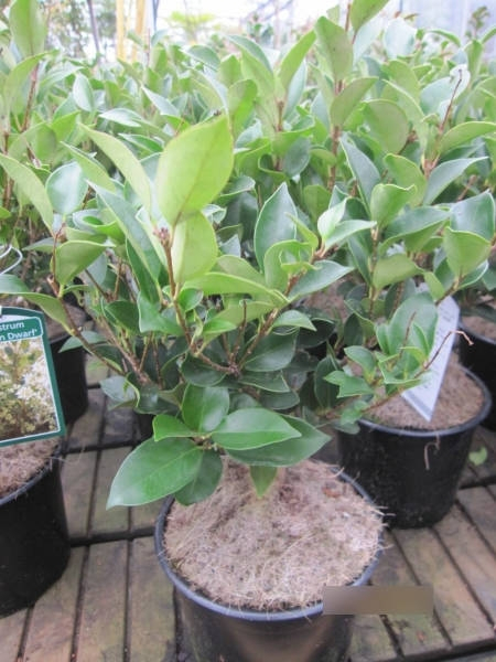 Ligustrum japonicum Koran Dwarf 2