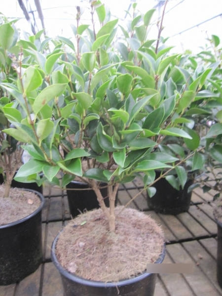 Ligustrum japonicum Koran Dwarf 3