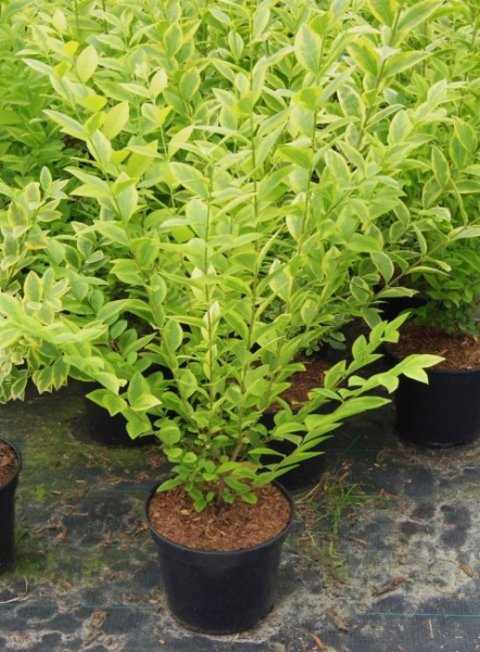 Ligustrum ovalifolium Aureum 1