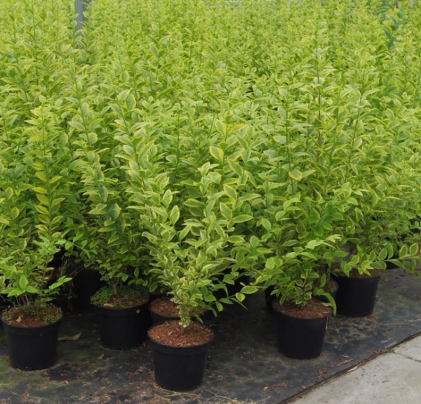 Ligustrum ovalifolium Aureum 3