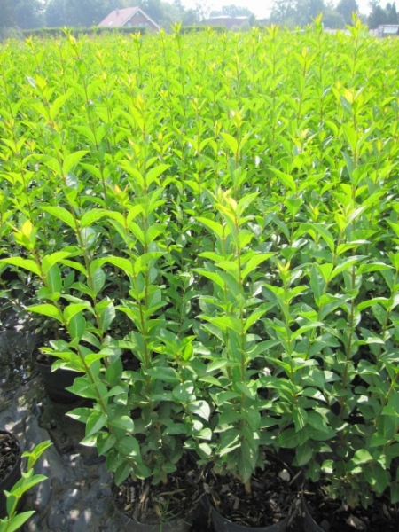 Ligustrum ovalifolium - Ovalblättriger Liguster - wintergrüner Liguster - ist eine aufrechte und schnellwachsende Pflanze mit dunkelgrünen, länglich-ovalen Blättern.