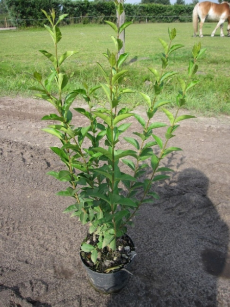 Ligustrum ovalifolium - Ovalblättriger Liguster - wintergrüner Liguster - besitzt eine besonders gute Winterhärte. Der Strauch ist anspruchslos.