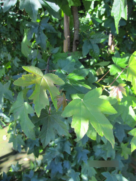 Amberbaum Red Star 2