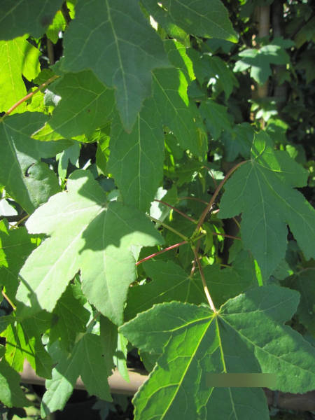 sommergruener Amberbaum 3
