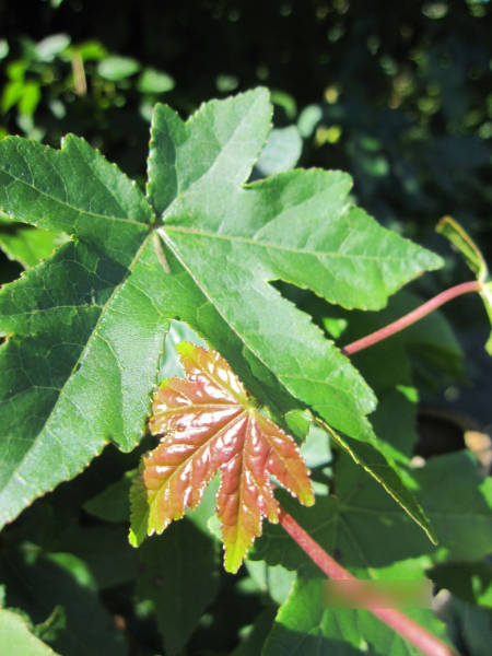 roter Amberbaum 1
