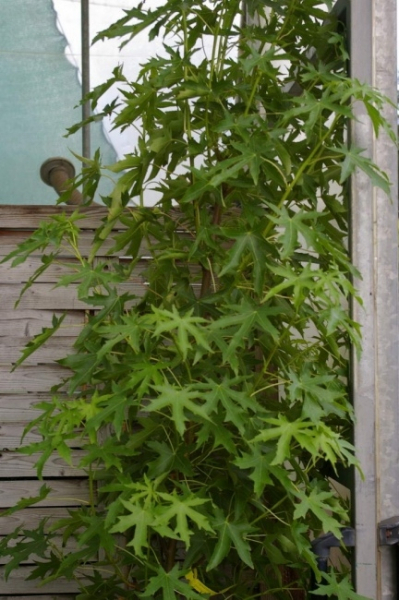 Liquidambar styraciflua Stared 2