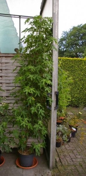 Liquidambar styraciflua Stared 3