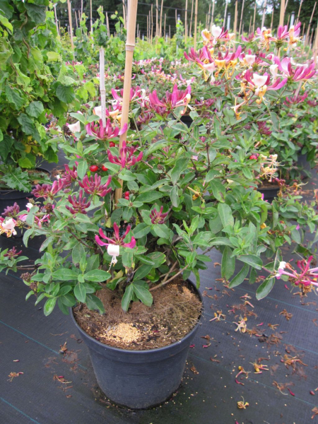 Gartengeisblatt