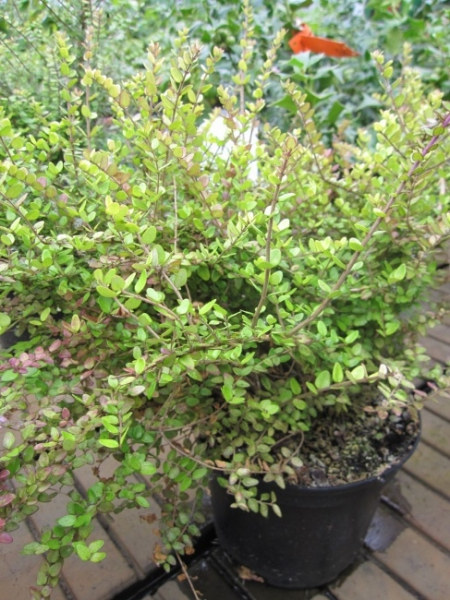Lonicera nitida Baggesen's Gold - Heckenkirsche Baggesen's Gold - hat goldgelbe Blätter und einen buschigen, kompakten Wuchs