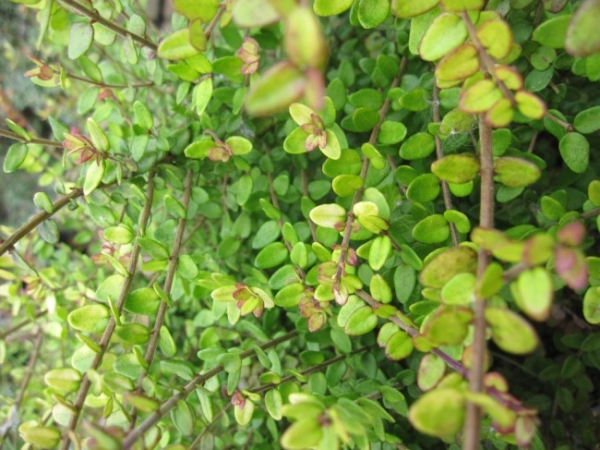 Lonicera nitida Baggesen's Gold - Heckenkirsche Baggesen's Gold - bevorzugt einen halbschattigen bis sonnigen Standort. Die Blüte ist cremeweiß.