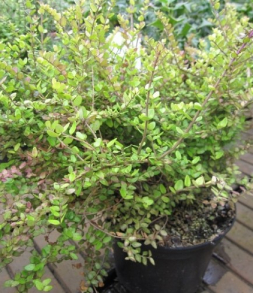 Lonicera nitida Baggesen's Gold 2