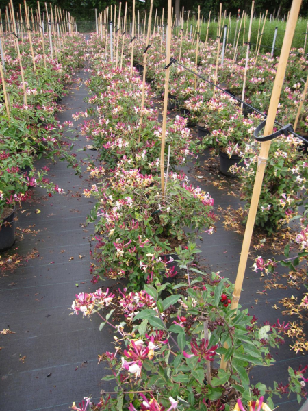 Gartengeisblatt