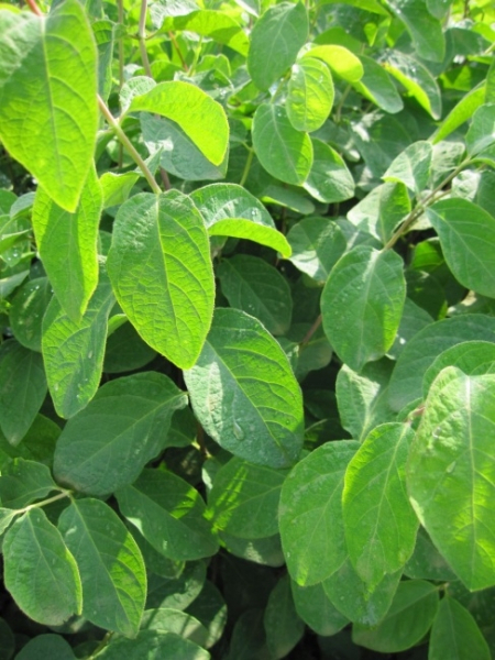 Lonicera xylosteum 1