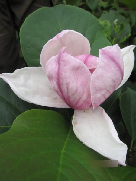 Magnolia Satisfaction (R)1