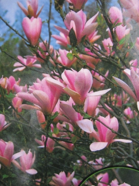 Magnolia soulangeana Heaven Scent 1