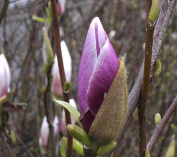 Magnolia soulangeana Lennei
