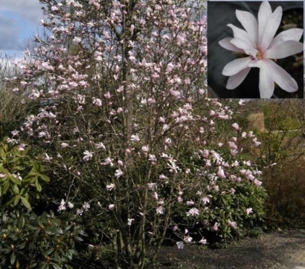 Magnolia x loebneri Leonard Messel, Rosa Sternmagnolie, ist ein sehr blütenreicher Zierstrauch