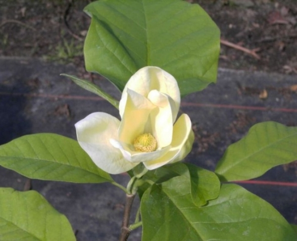 Magnolia Yellow Bird