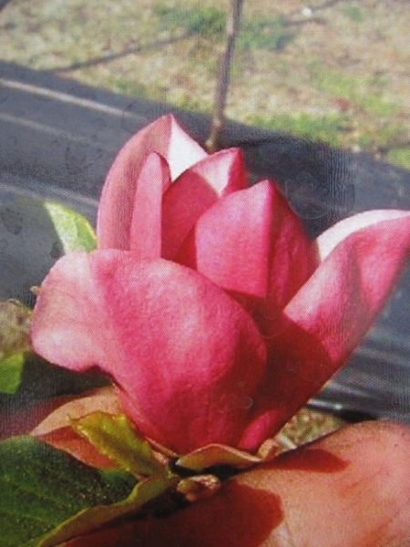 Magnolia Mighty Mouse, Tulpenbaum oder Zwerg Magnolie, ist besonders Winterhart