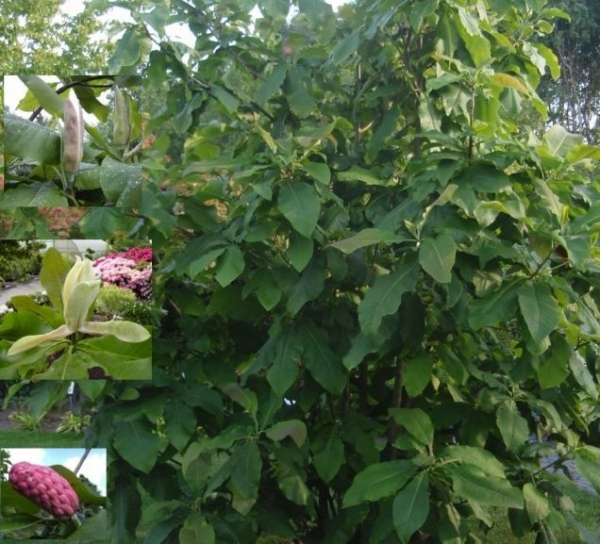 Magnolia tripetala, Schirmmagnolie, ist eine Besonderheit und ein Blütengehölz