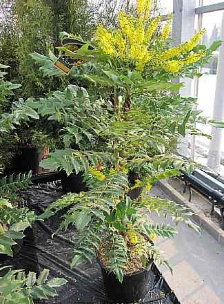 Mahonia media Wintersun