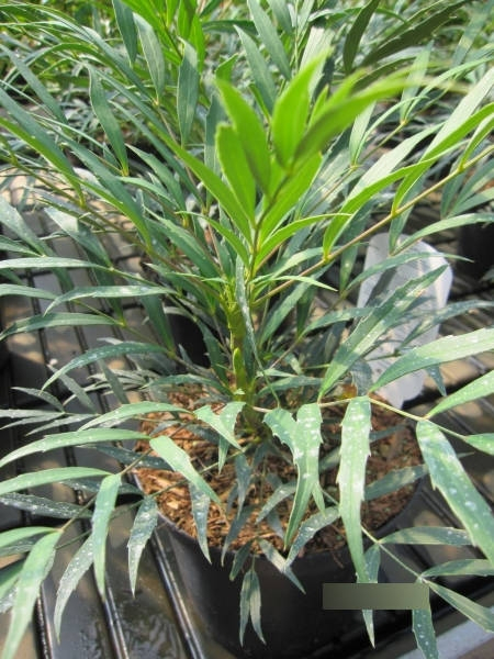 Mahonia eurybracteata Sweet Winter 2