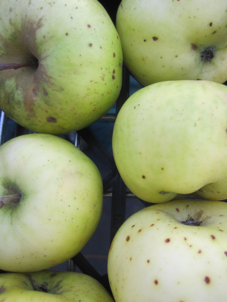 Der robuste Malus Champagner Renette - Apfel Champagner Renette kann ab Oktober geerntet werden.