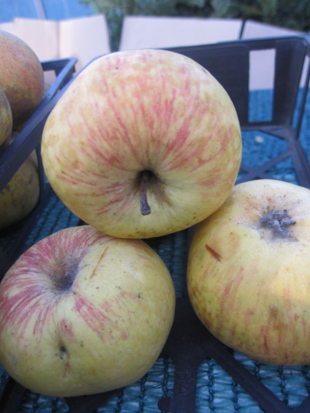 Sommerapfel Charlamowsky 1