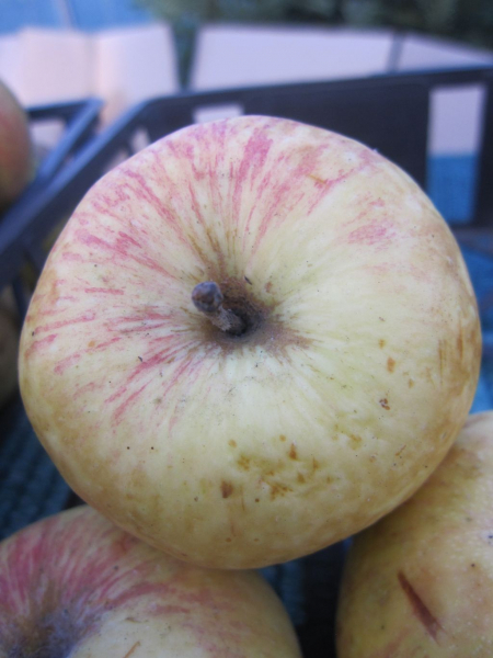 Sommerapfel Charlamowsky 2