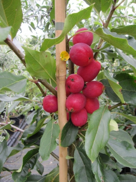 Malus Dolgo. Der Zierapfel Dolgo ist eine robuste und dankbare Pflanze mit der reichhaltigen Blüte und den zahlreichen rötlichen Früchten. 