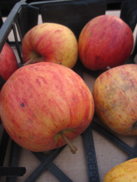 Tafelapfel Nela 1