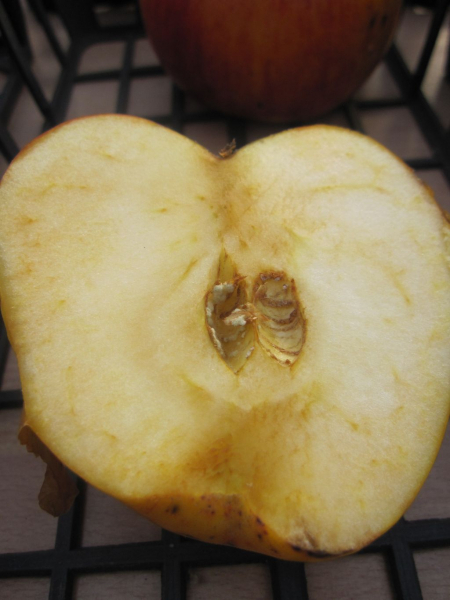 Herbstapfel Rajka 2