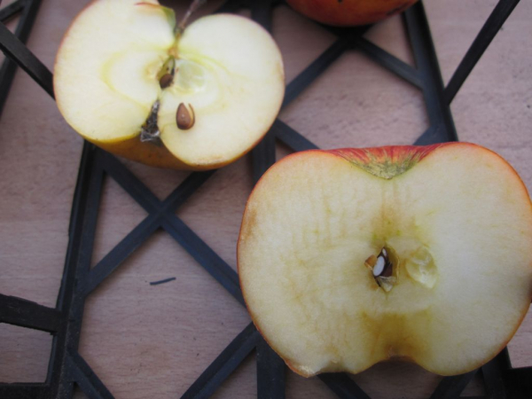 Winterapfel Topaz kaufen