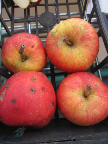 Apfel Doppelpison