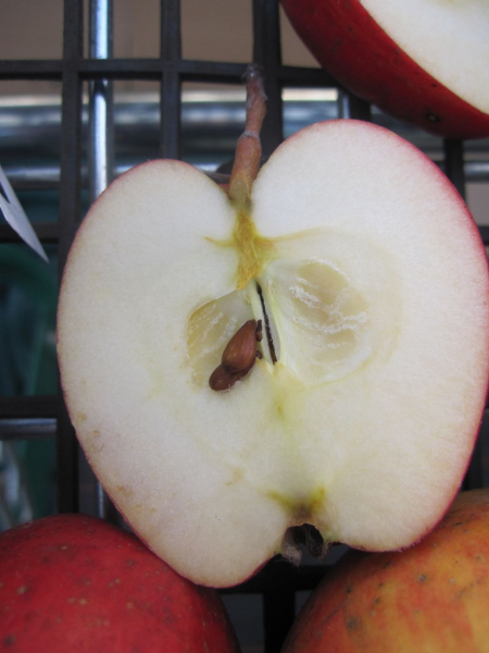 Apfel Doppelpison pflanzen