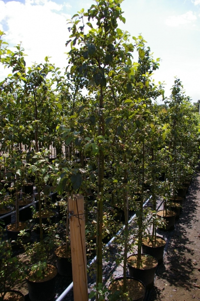 Herbstapfel Ecolette 3