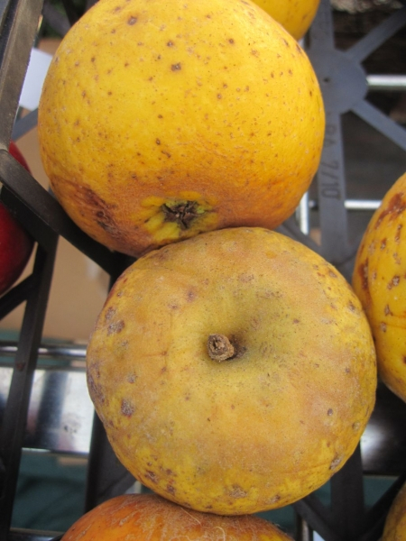 Malus gelber Münsterländer2