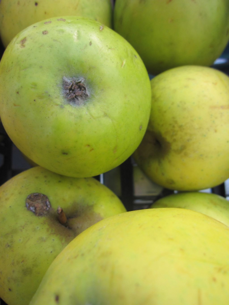 gelber Osterapfel kaufen