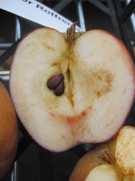 Malus Hadelner Rotfranch 2