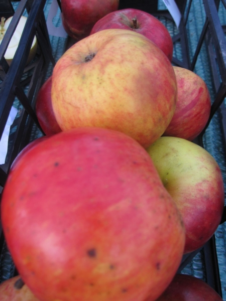 Malus domestica Himbeerapfel von Holowaus 1