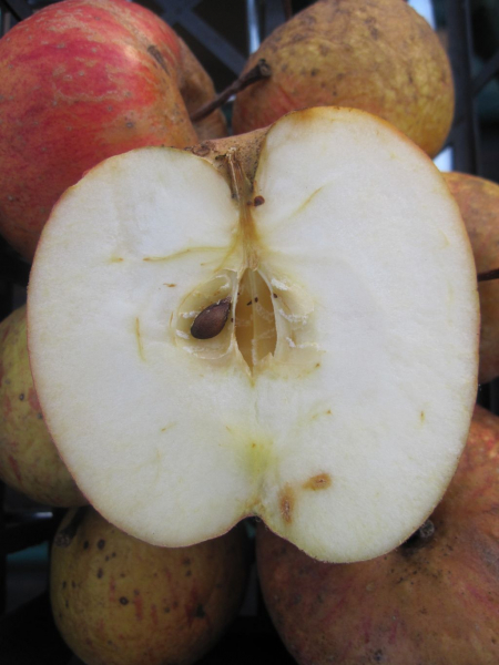 Herbstapfel Hollaendischer Prinz