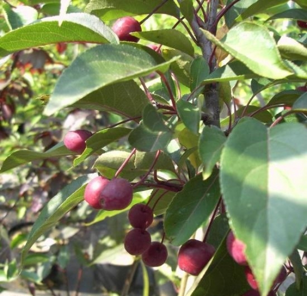 Der Malus- Zierapfel, Indian Magic, bekommt im Spätsommer kleine dunkelrote Zieräpfel. ein sehr schöner Kontrast zu den dunkelgrünen, länglichen Blättern, die im Herbst eine gelb-orange Herbstfärung erhalten.