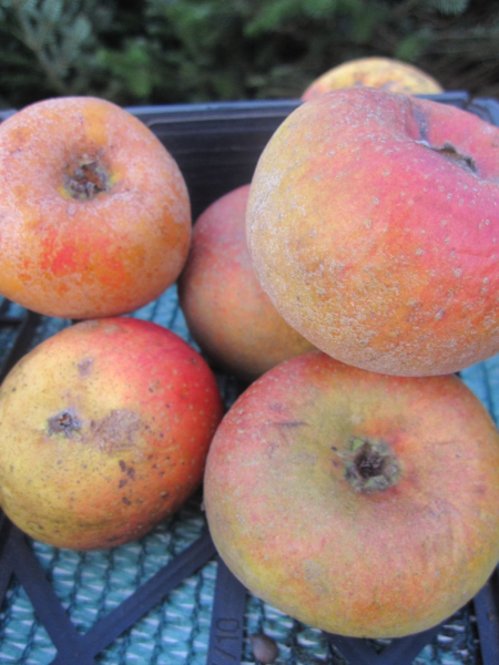 Winterapfel Koeniglicher Kurzstiel 1