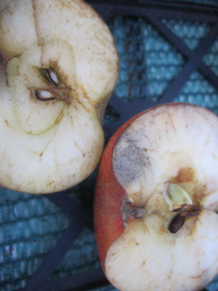 Winterapfel Koeniglicher Kurzstiel 2