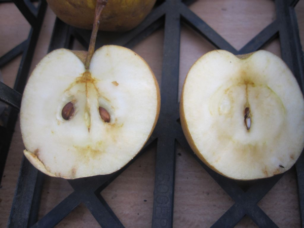 Tafelapfel Lunterse Pippeling kaufen