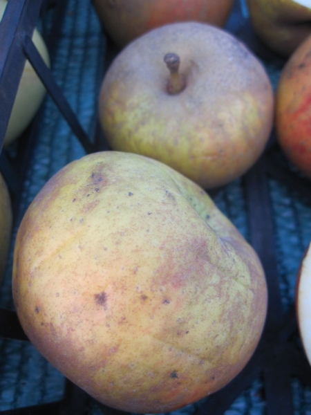 Malus domestica orleans Reinette 1