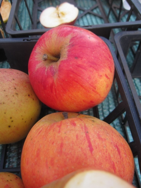 Winterapfel Pommerscher Krummstiel 1